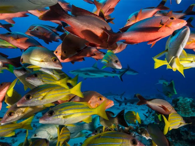 Full Day Dive Adventure